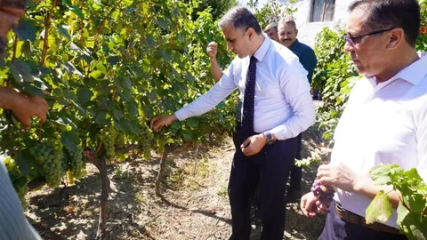 Çorum'da Osmancık karası üzümü tescillendi