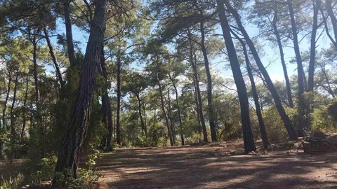 Muğla'da Akyaka Gökova Orman Parkı'nda temizlik ve elektrik altyapı yenileme çalışmaları başlatıldı.