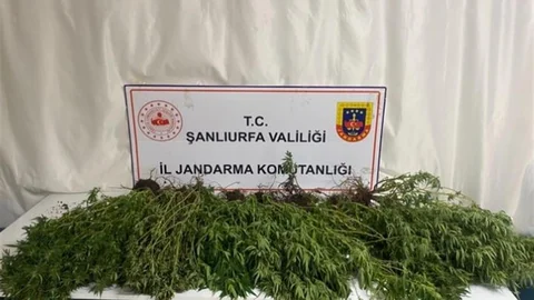 Şanlıurfa'da jandarma ekipleri tarafından gerçekleştirilen operasyonda silah, uyuşturucu ve 196 kök kenevir bitkisi ele geçirildi.