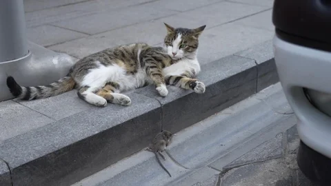 Gümüşhane'de bir kedi, avladığı fareyle oynarken kameralara yakalandı