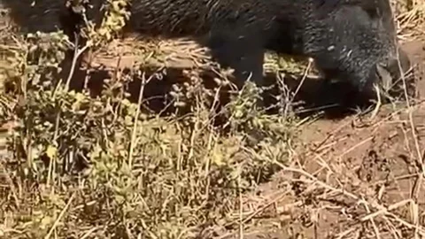 Elazığ'da Domuz Görüntüleme Anı