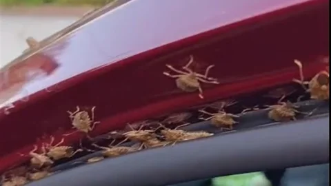 Giresun'da kokarca istilası yaygınlaşıyor