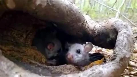Karabük'te Yenice Ormanları'nda nadir bir doğa olayı yaşandı.