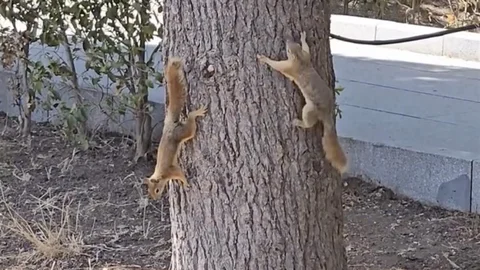 Çanakkale'de Sincaplara Troya Efsanelerinden İsim Verildi
