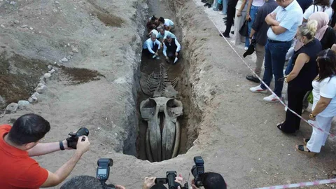 Mersin'de Balina İskeleti Keşfi