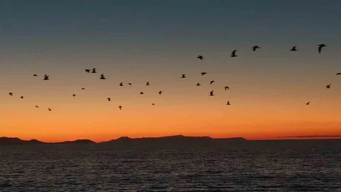 Van Gölü'nde kuşlar akşam göçüne çıktı