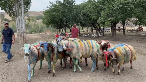 Kars'ta koç katım şenliği gerçekleşti