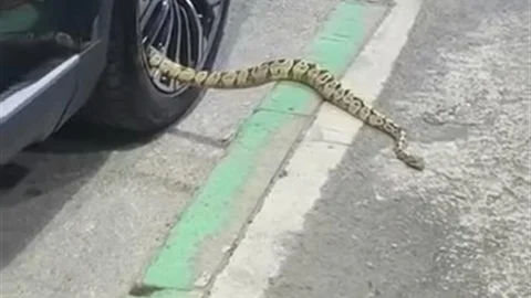 Osmangazi'de park halindeki otomobilin jantından yılan çıktı