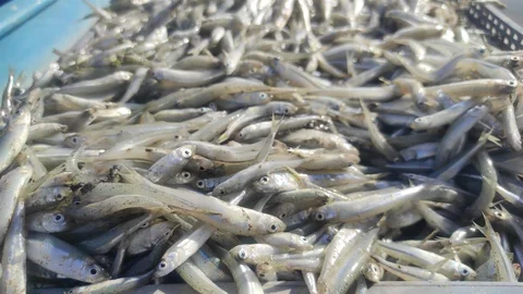 Yozgat'ta Balık İhracatı Artıyor