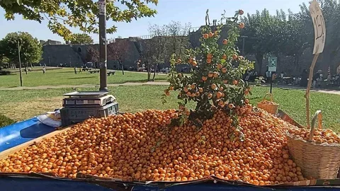 Alıç meyvesi tezgahlarda yerini aldı