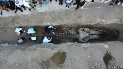 4 Yıl Önce Öldü, Mersin’de Müze Bahçesine Gömüldü: Dev Balinanın Kafatası ve Gövdesi Ortaya Çıkarıldı!