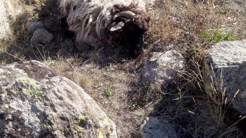Giresun'da yaban hayvanı saldırısı