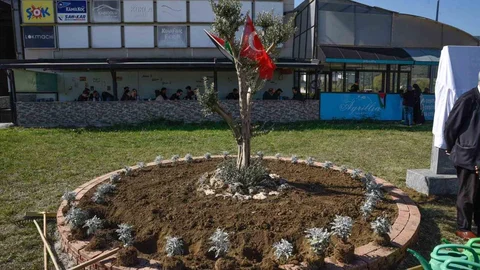 Samsun'da Zeytin Ağacı Anıtı Dikildi