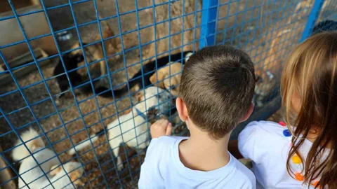 Muğla'da Sokak Hayvanlarına Destek Protokolü