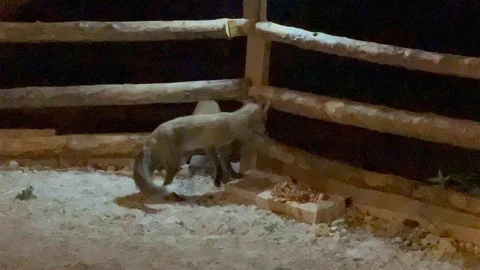 Kars'ta tilkileri elleriyle besliyor