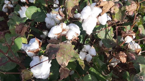 Aydın'da pamuk ekili alanlarda yağışların etkileri değerlendirildi
