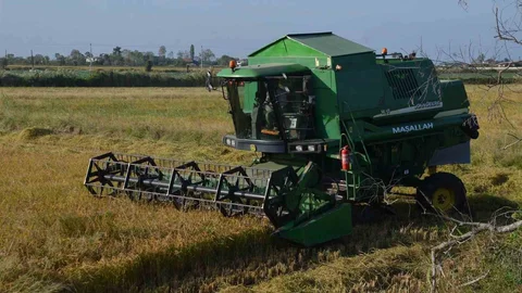 Samsun'da çeltik hasadı üreticileri sevindiriyor