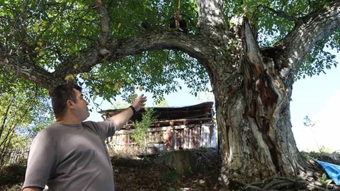 Erzurum'da 620 yıllık ceviz ağacında hasat