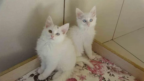 Van kedileri için tehlike ortadan kalktı