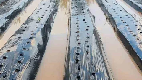 Aydın'da sağanak yağış çilek tarlalarını su altında bıraktı