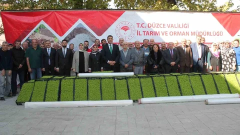 Düzce'de marul yetiştiricilerine 232 bin 500 adet fide dağıtıldı