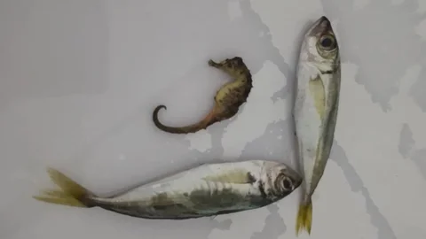 Hakkari'de denizatı sürprizi