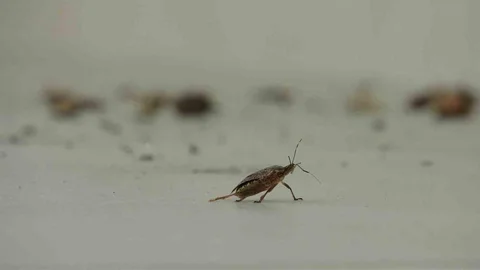 Ordu'da kahverengi kokarca istilası vatandaşları tedirgin ediyor