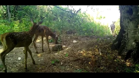 Bursa'da Kızıl Geyik Ailesi Görüntülendi