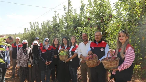 Elazığ'da elma hasadı
