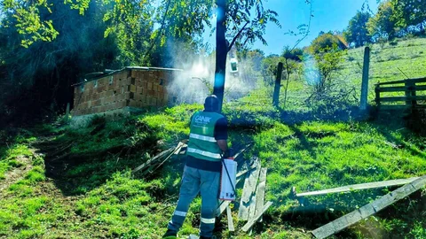 Samsun'da kahverengi kokarca ile mücadele