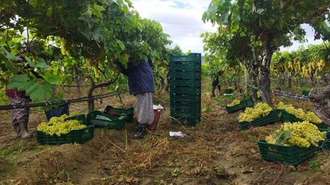 Manisa'da üzüm hasadı zorlu hava koşullarına rağmen sürüyor