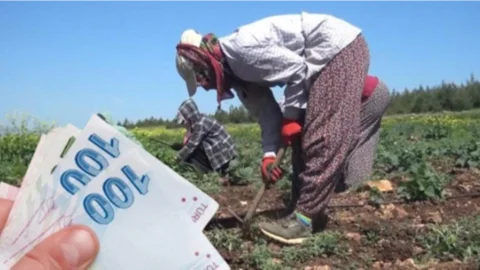 Mersin Tarım İşçisinin Yevmiyesi Zamlandı: İşte Yeni Yevmiye Fiyatları!