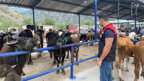 Amasya'da hayvan pazarı şap hastalığı nedeniyle geçici olarak kapatıldı.
