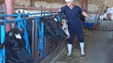 Aydın'da Nazilli ilçesinde 24 bin sığırın şap aşılaması yapıldı