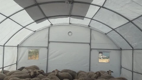 Balıkesir Sındırgı'da depremzedelere geçici hayvan barınma çadırı