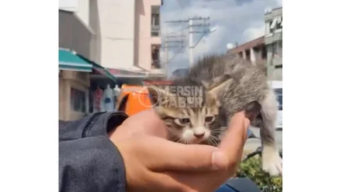 Duyarlı Kurye, Trafikte Ezilmek Üzere Olan Hayvanı Kurtardı