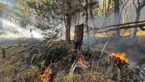 Sarıkamış’ta Orman Yangını