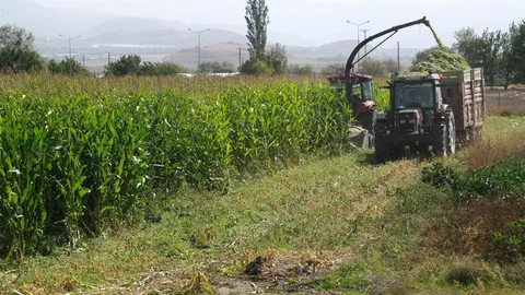 Erzincan'da mısır hasadı başladı