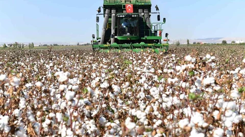 Şanlıurfa'da pamuk koruma altına alındı