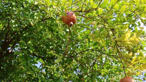 Kozan'da Kuytucak narında hasat dönemi başladı