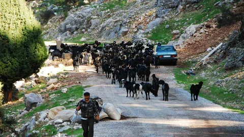 Antalya'da Yörüklerin geleneksel göçü başladı.