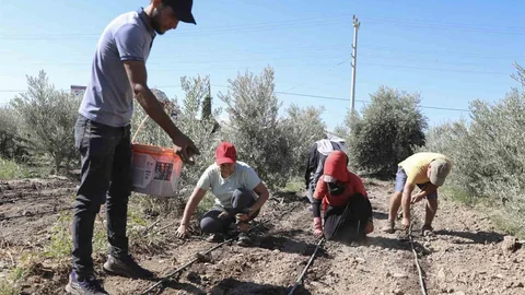 Mersin'de Enginar Yumrusu Desteği