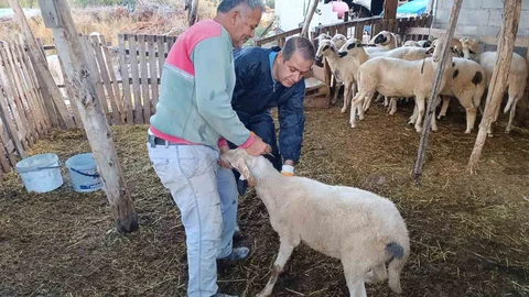 Muğla'da Şap Aşısı Kampanyası