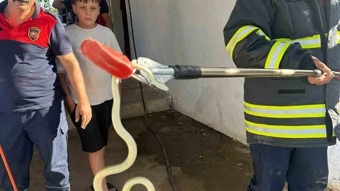 Hatay'da Yılan Alarmı