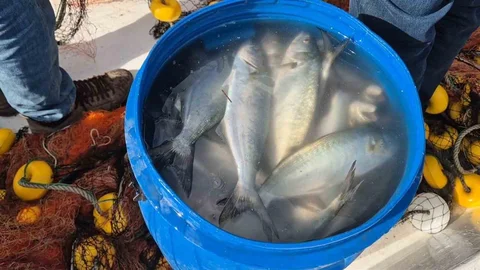 Tekirdağ'da balıkçılar lüfer avı ile mutlu oldu