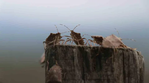 Sakarya'da kahverengi kokarca böceği nedeniyle torunlar evden uzak duruyor