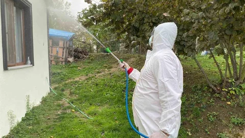 Erenler'de kokarca mücadelesi sürüyor
