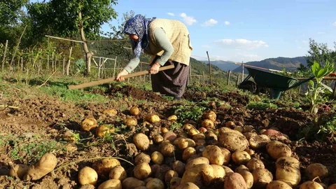 Giresun'da patates hasadı başladı