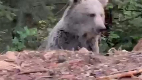 Bolu'da ormanda ayıyla karşılaşan vatandaşın gülümseten anları