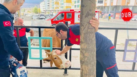 Bingöl'de İneği Demir Korkuluklardan Kurtardılar